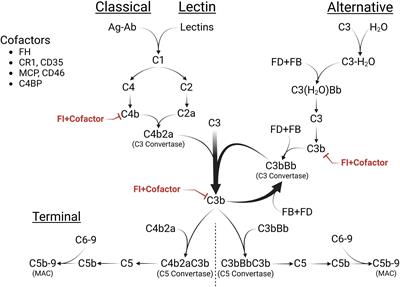 Functional evaluation of rare variants in complement factor I using a minigene assay